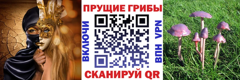 Псилоцибиновые грибы Psilocybine cubensis Отрадный